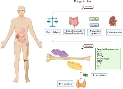 The effects of popular diets on bone health in the past decade: a narrative review